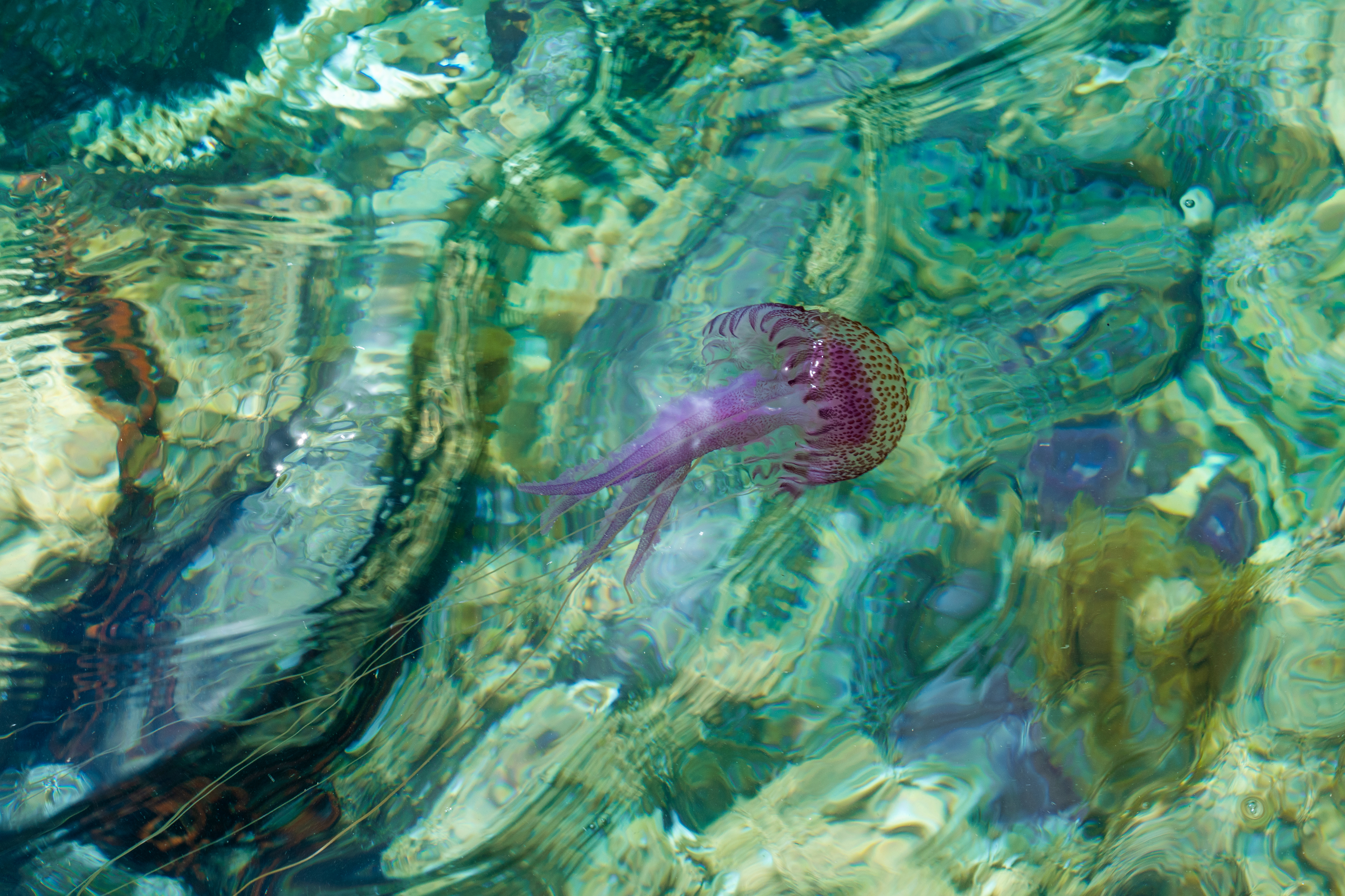 Jellyfish.jpeg