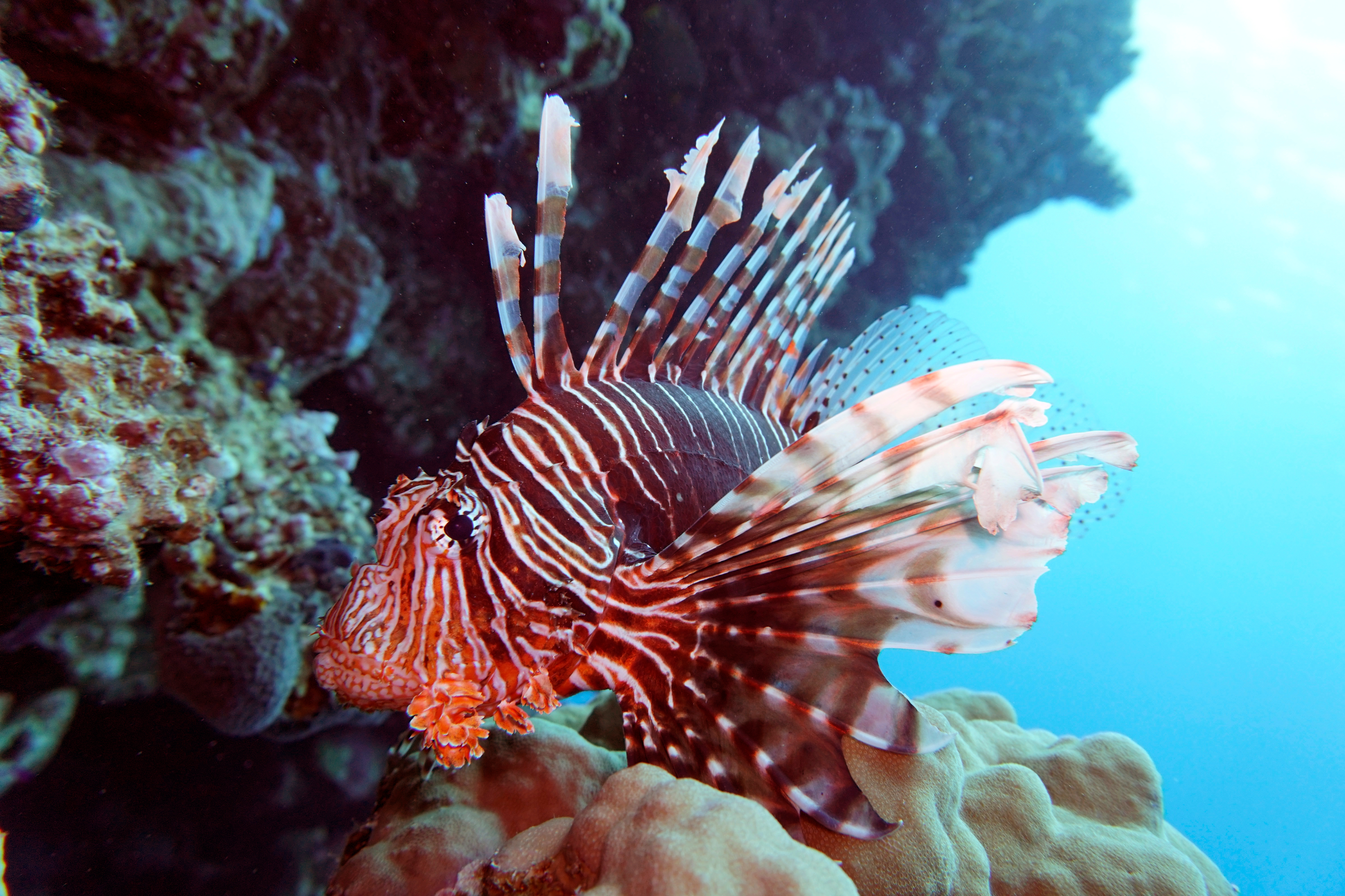 Lionfish.jpeg