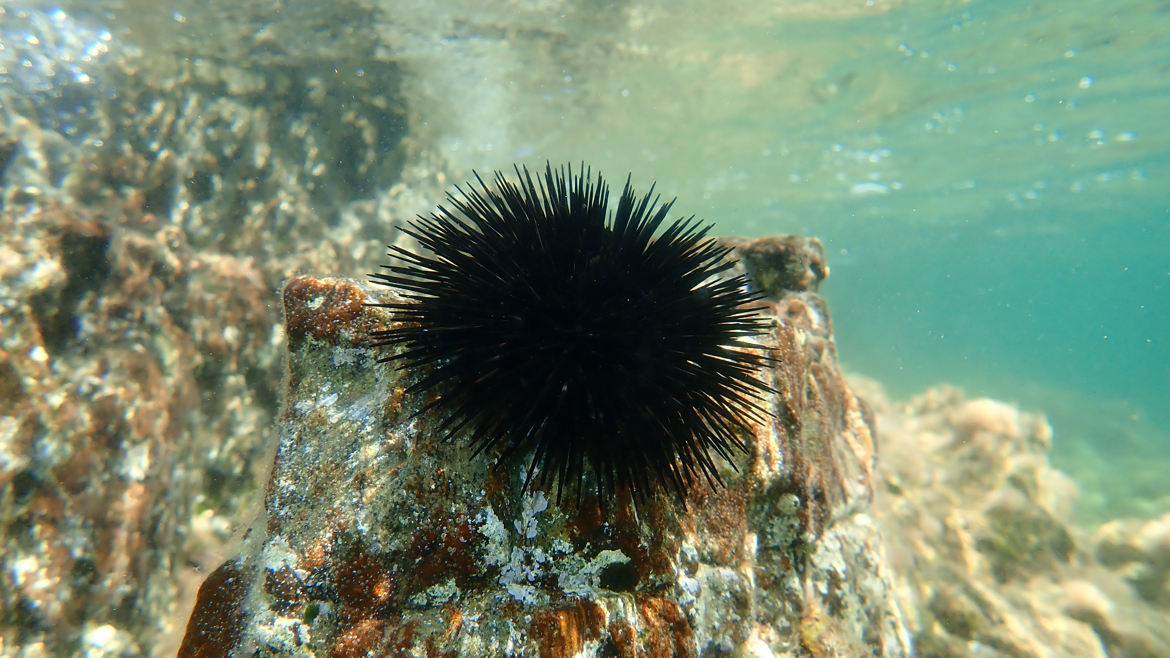 Sea urchin.jpeg
